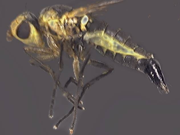 Phytomyza cirsii